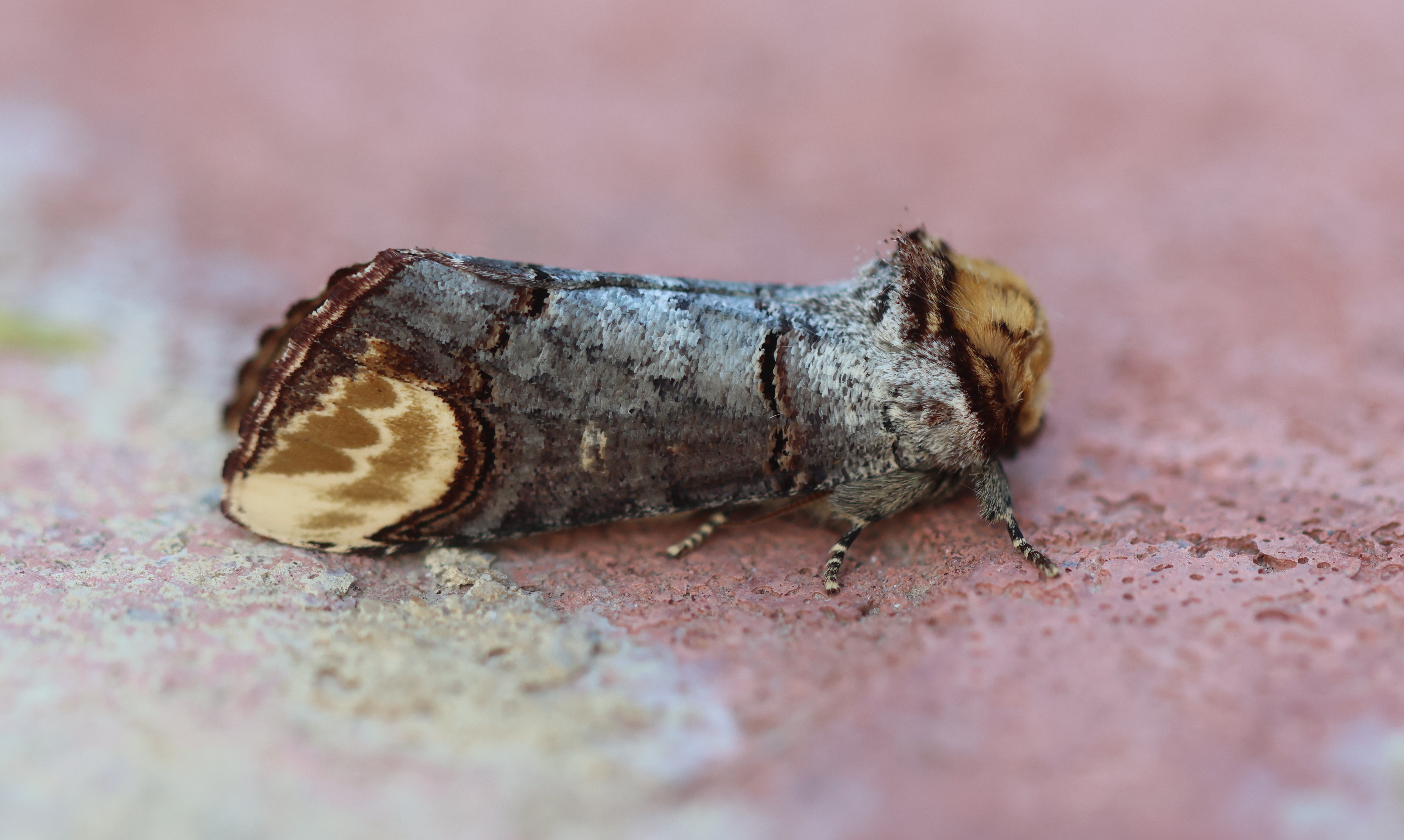 Photo of Buff-tip (Phalera bucephala)